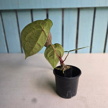 Load image into Gallery viewer, #FR49 Anthurium Dark Forgetii x Silver Blush