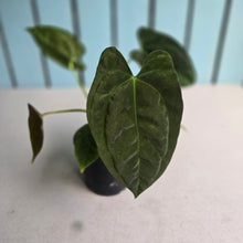Load image into Gallery viewer, #FR37 Anthurium 'Nocturne' - Onyx x (Forgetii x Dressleri) - @aus.plantmum hybrid