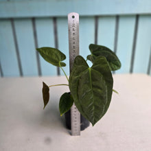 Load image into Gallery viewer, #FR37 Anthurium 'Nocturne' - Onyx x (Forgetii x Dressleri) - @aus.plantmum hybrid