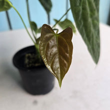 Load image into Gallery viewer, #FR37 Anthurium 'Nocturne' - Onyx x (Forgetii x Dressleri) - @aus.plantmum hybrid