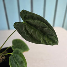 Load image into Gallery viewer, #FR37 Anthurium 'Nocturne' - Onyx x (Forgetii x Dressleri) - @aus.plantmum hybrid