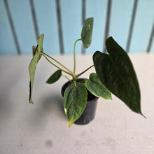 Load image into Gallery viewer, #FR37 Anthurium 'Nocturne' - Onyx x (Forgetii x Dressleri) - @aus.plantmum hybrid