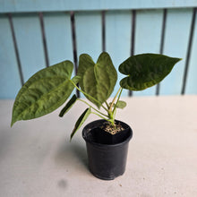 Load image into Gallery viewer, #FR37 Anthurium 'Nocturne' - Onyx x (Forgetii x Dressleri) - @aus.plantmum hybrid