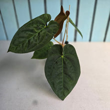 Load image into Gallery viewer, #FR34 Anthurium 'Nocturne' - Onyx x (Forgetii x Dressleri) - @aus.plantmum hybrid