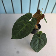 Load image into Gallery viewer, #FR34 Anthurium 'Nocturne' - Onyx x (Forgetii x Dressleri) - @aus.plantmum hybrid