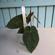 Load image into Gallery viewer, #FR34 Anthurium 'Nocturne' - Onyx x (Forgetii x Dressleri) - @aus.plantmum hybrid