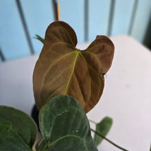 Load image into Gallery viewer, #FR34 Anthurium 'Nocturne' - Onyx x (Forgetii x Dressleri) - @aus.plantmum hybrid