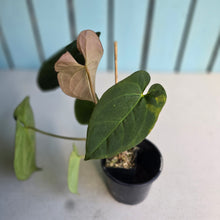Load image into Gallery viewer, #FR34 Anthurium 'Nocturne' - Onyx x (Forgetii x Dressleri) - @aus.plantmum hybrid