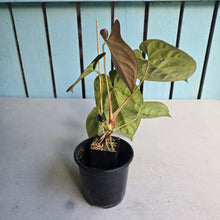 Load image into Gallery viewer, #FR34 Anthurium 'Nocturne' - Onyx x (Forgetii x Dressleri) - @aus.plantmum hybrid