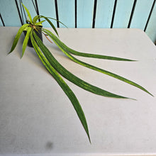 Load image into Gallery viewer, #G21 Variegated Anthurium Vittarifolium