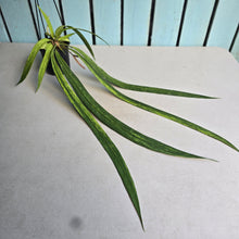 Load image into Gallery viewer, #G21 Variegated Anthurium Vittarifolium