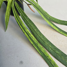 Load image into Gallery viewer, #G21 Variegated Anthurium Vittarifolium