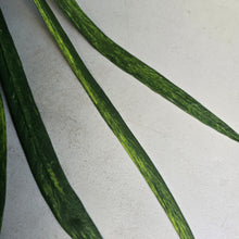 Load image into Gallery viewer, #G21 Variegated Anthurium Vittarifolium