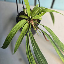 Load image into Gallery viewer, #G21 Variegated Anthurium Vittarifolium