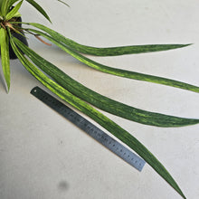 Load image into Gallery viewer, #G21 Variegated Anthurium Vittarifolium