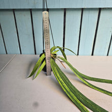 Load image into Gallery viewer, #G21 Variegated Anthurium Vittarifolium