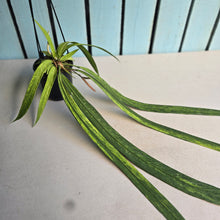 Load image into Gallery viewer, #G21 Variegated Anthurium Vittarifolium