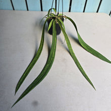 Load image into Gallery viewer, #17c Variegated Anthurium Vittarifolium