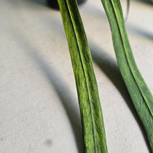 Load image into Gallery viewer, #17c Variegated Anthurium Vittarifolium