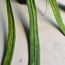 Load image into Gallery viewer, #17c Variegated Anthurium Vittarifolium