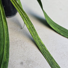 Load image into Gallery viewer, #17c Variegated Anthurium Vittarifolium