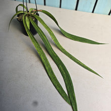 Load image into Gallery viewer, #17c Variegated Anthurium Vittarifolium