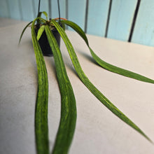 Load image into Gallery viewer, #17c Variegated Anthurium Vittarifolium