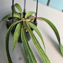Load image into Gallery viewer, #17c Variegated Anthurium Vittarifolium