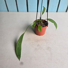 Load image into Gallery viewer, #B97 Two x Headed Anthurium Vittarifolium