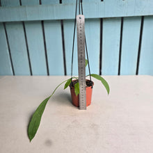 Load image into Gallery viewer, #B97 Two x Headed Anthurium Vittarifolium