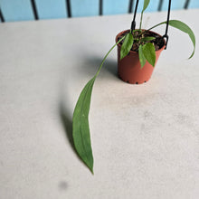 Load image into Gallery viewer, #B97 Two x Headed Anthurium Vittarifolium