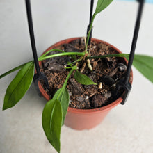 Load image into Gallery viewer, #B97 Two x Headed Anthurium Vittarifolium