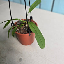 Load image into Gallery viewer, #B97 Two x Headed Anthurium Vittarifolium