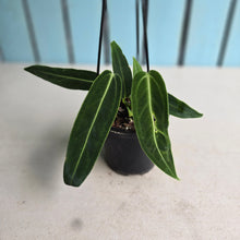 Load image into Gallery viewer, #P4 Anthurium Warocqueanum