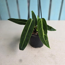 Load image into Gallery viewer, #P4 Anthurium Warocqueanum