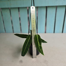 Load image into Gallery viewer, #P4 Anthurium Warocqueanum