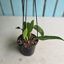 Load image into Gallery viewer, #P4 Anthurium Warocqueanum