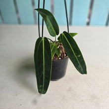 Load image into Gallery viewer, #22 Anthurium Warocqueanum