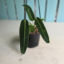 Load image into Gallery viewer, #22 Anthurium Warocqueanum