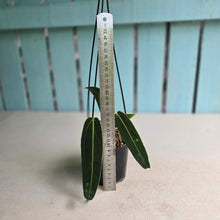 Load image into Gallery viewer, #22 Anthurium Warocqueanum