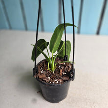Load image into Gallery viewer, #22 Anthurium Warocqueanum