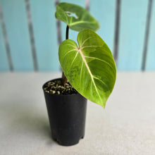 Load image into Gallery viewer, #H27 Variegated Philodendron Gloriosum