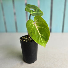 Load image into Gallery viewer, #H27 Variegated Philodendron Gloriosum
