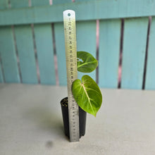 Load image into Gallery viewer, #H27 Variegated Philodendron Gloriosum
