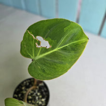 Load image into Gallery viewer, #H27 Variegated Philodendron Gloriosum