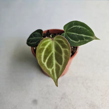 Load image into Gallery viewer, #H59 Anthurium Hilders Crystallinum