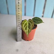 Load image into Gallery viewer, #H59 Anthurium Hilders Crystallinum