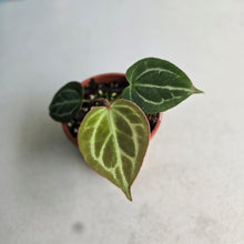 Load image into Gallery viewer, #H59 Anthurium Hilders Crystallinum