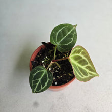 Load image into Gallery viewer, #H59 Anthurium Hilders Crystallinum