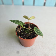Load image into Gallery viewer, #H59 Anthurium Hilders Crystallinum